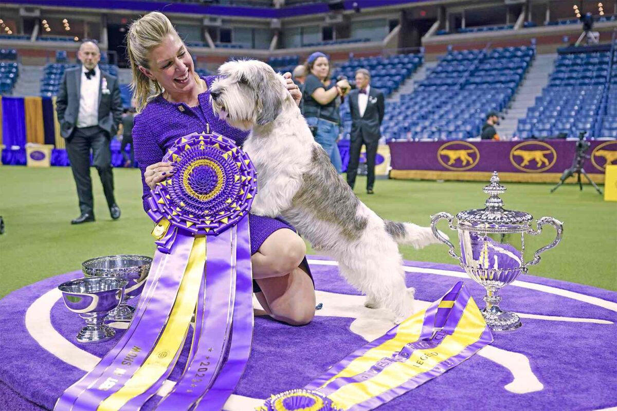 Buddy Holly, the Petit Basset Griffon Vendéen, won best in show at the 147th Annual Westminster Kennel Club Dog Show.