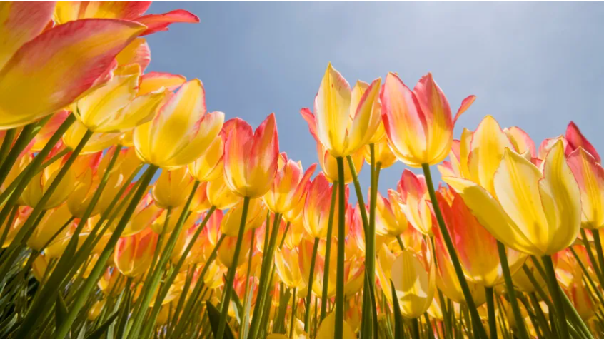 When does spring start? What to know about the vernal equinox